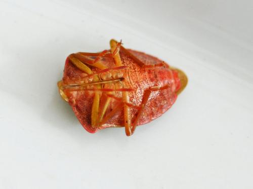 Palomena prasina